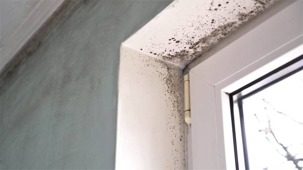 Best Emergency Mold Remediation in Dawsonville, GA